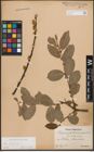 Foto von Salix cinerea L.